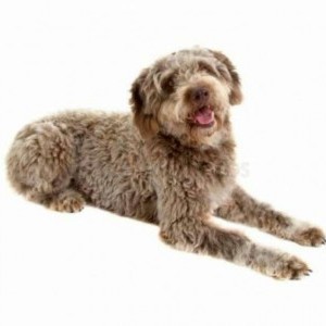 lagotto perso