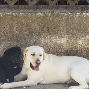 Cucciolo simil labrador