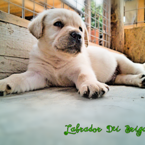 Cuccioli labrador pedigree enci