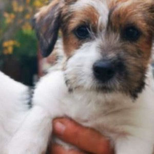 Jack russell terrier