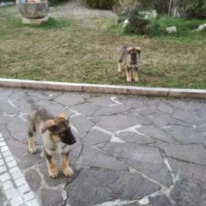 Disponibili cuccioli lupacchiotti