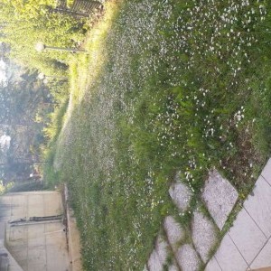 Monolocale arredato con giardino