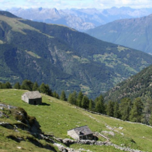 Cerco lavoro in alpeggio