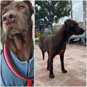 Ciccio segugio tripode cerca la felicità