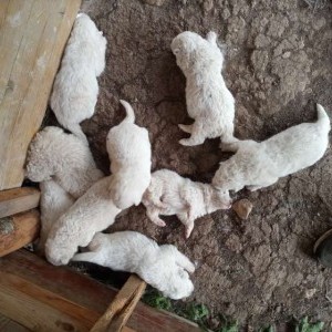 Cuccioli Pastore Abruzzese