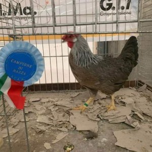 Galline ornamentali