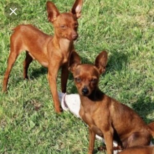 Vendesi pinscher