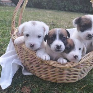 Jack russell terrier