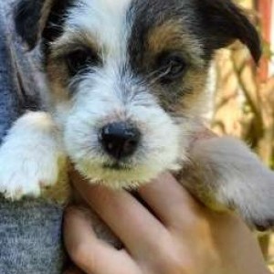 Jack Russell terrier