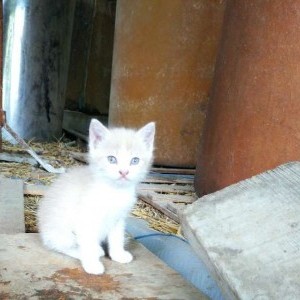 quattro gattini in regalo