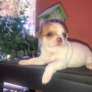 CHIHUAHUA FEMMINA PEDIGREE ENCI