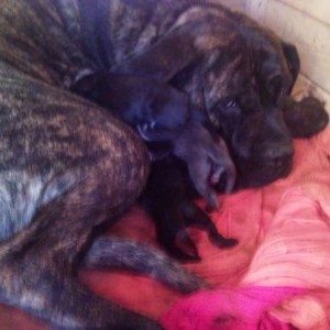 cuccioli di cane corso nati il 28 agosto 2014