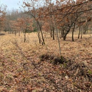 Tartufaia naturale a 7 km da L'Aquila