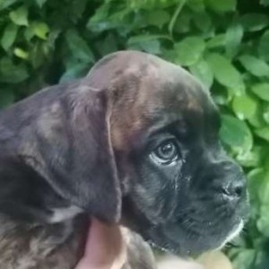 Boxer cuccioli