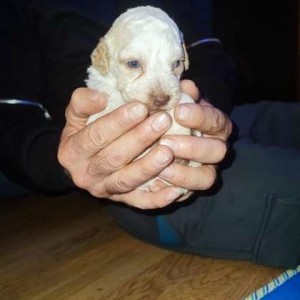 Cuccioli lagotto romagnolo