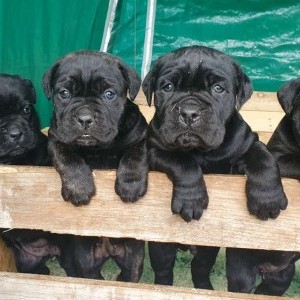 Cuccioli di cane corso femmina