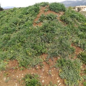 terra fertile per piante