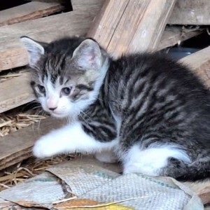 gattini in regalo