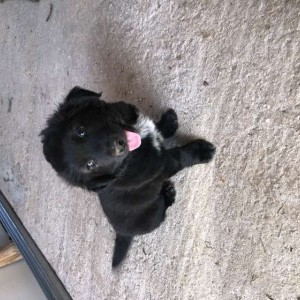 Cucciolo volpino