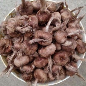 Bulbi di zafferano