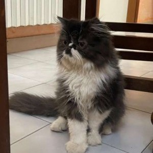Gatti Persiani maschi 6 mesi