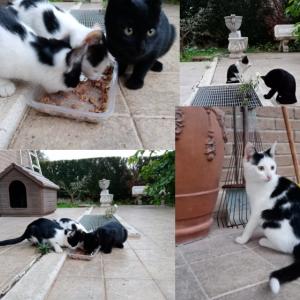 Gattini in regalo