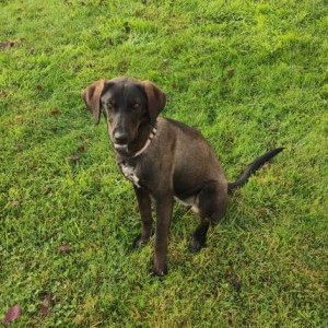 Cagnolina simil bracco tedesco in regalo