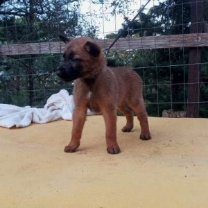 malinois