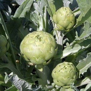Piante carciofo bianco di Pertosa/Auletta o del Tanagro