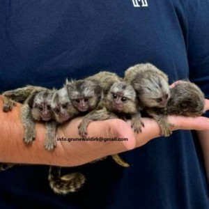 SCIMMIE MARMOSET IN VENDITA