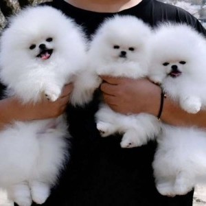 Pomerania cuccioli di alta genealogia